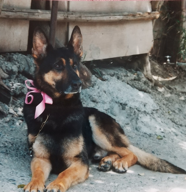 愛犬のしつけ 訓練ならドッグスクール Maro マーロ 新潟県柏崎市 愛犬のしつけ 訓練ならドッグスクール Maro マーロ 新潟県柏崎市